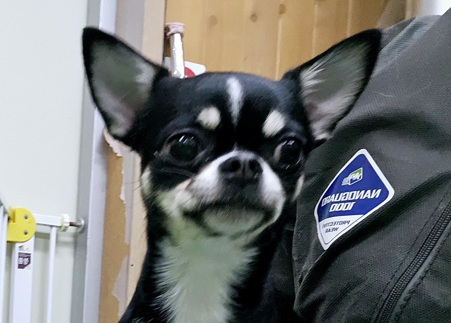 치와와 이미지 파일 입니다.